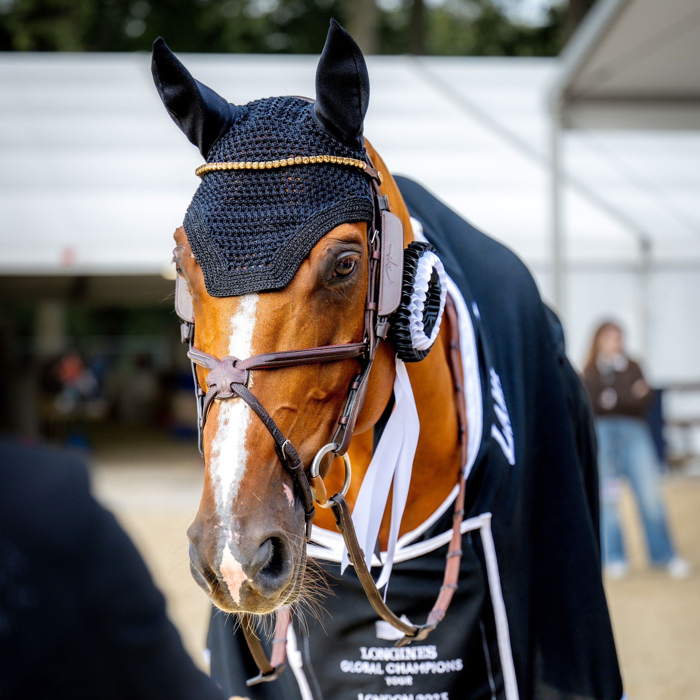 Horse Thumbnail