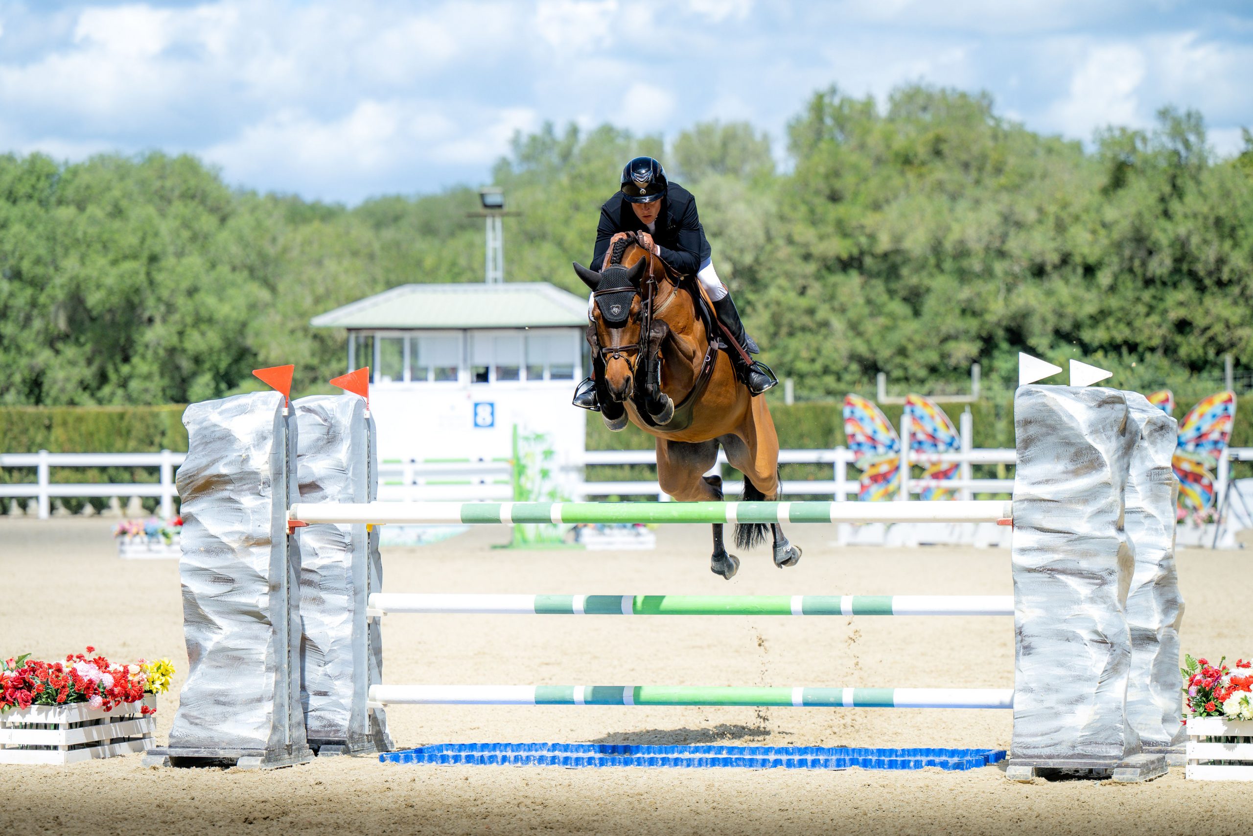 Horse Thumbnail
