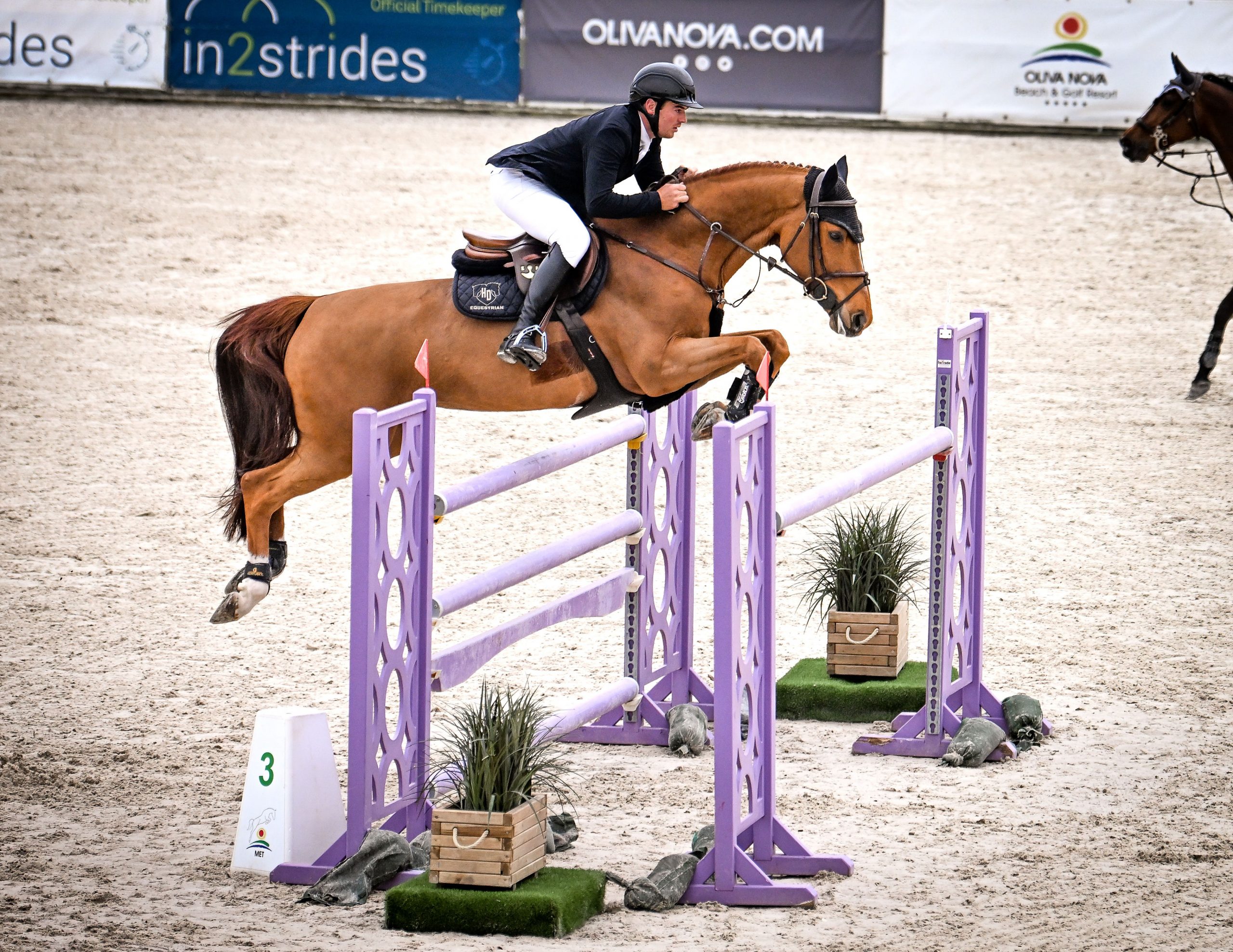 Horse Thumbnail