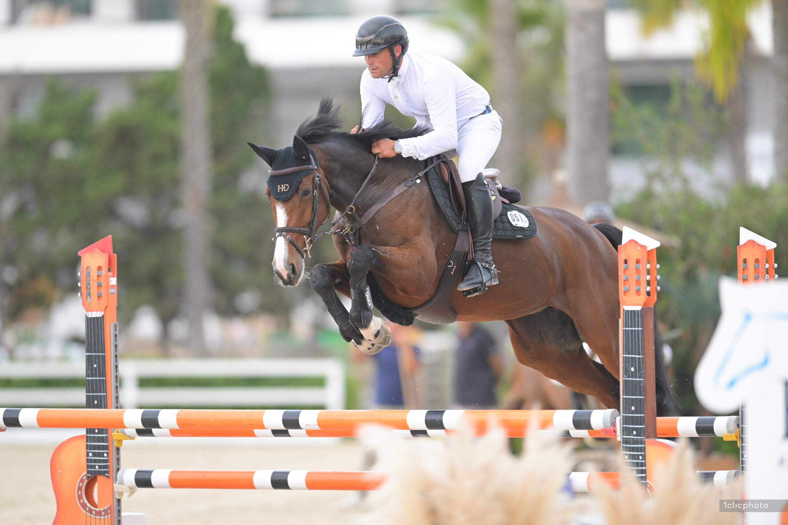 Horse Thumbnail