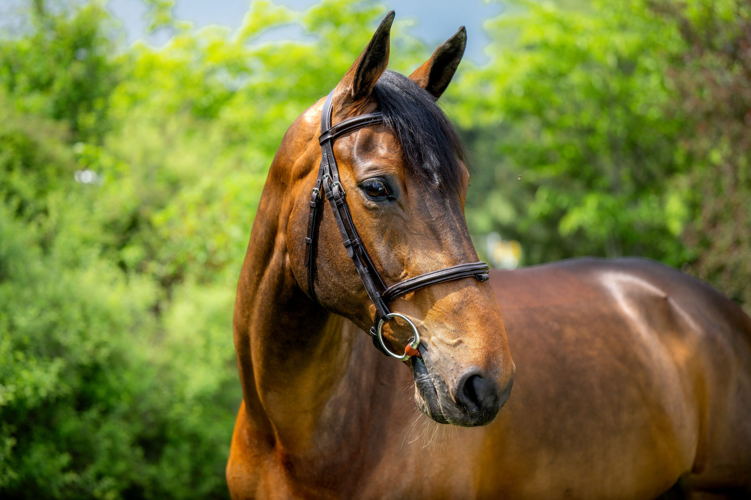 Horse Thumbnail