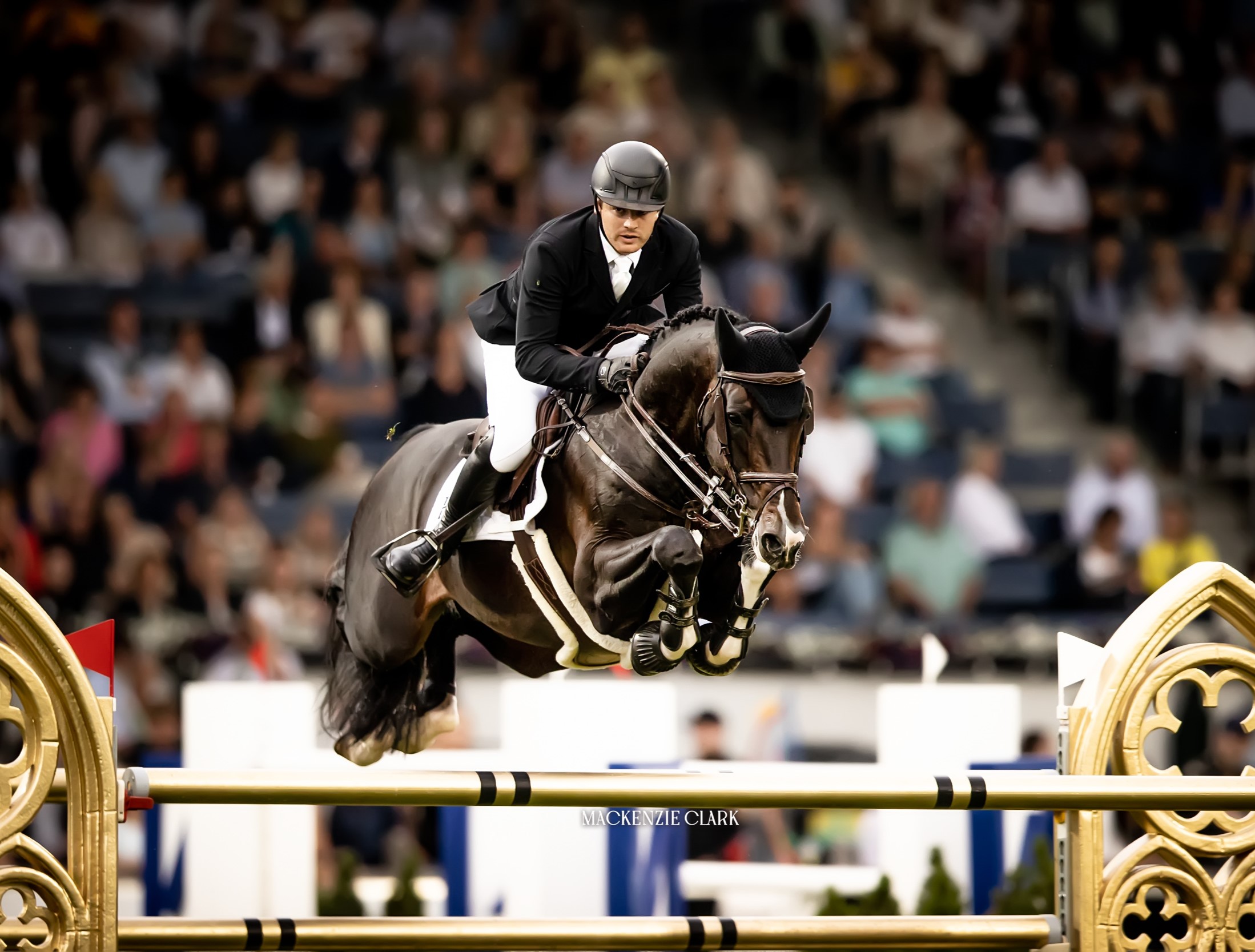 Horse Thumbnail