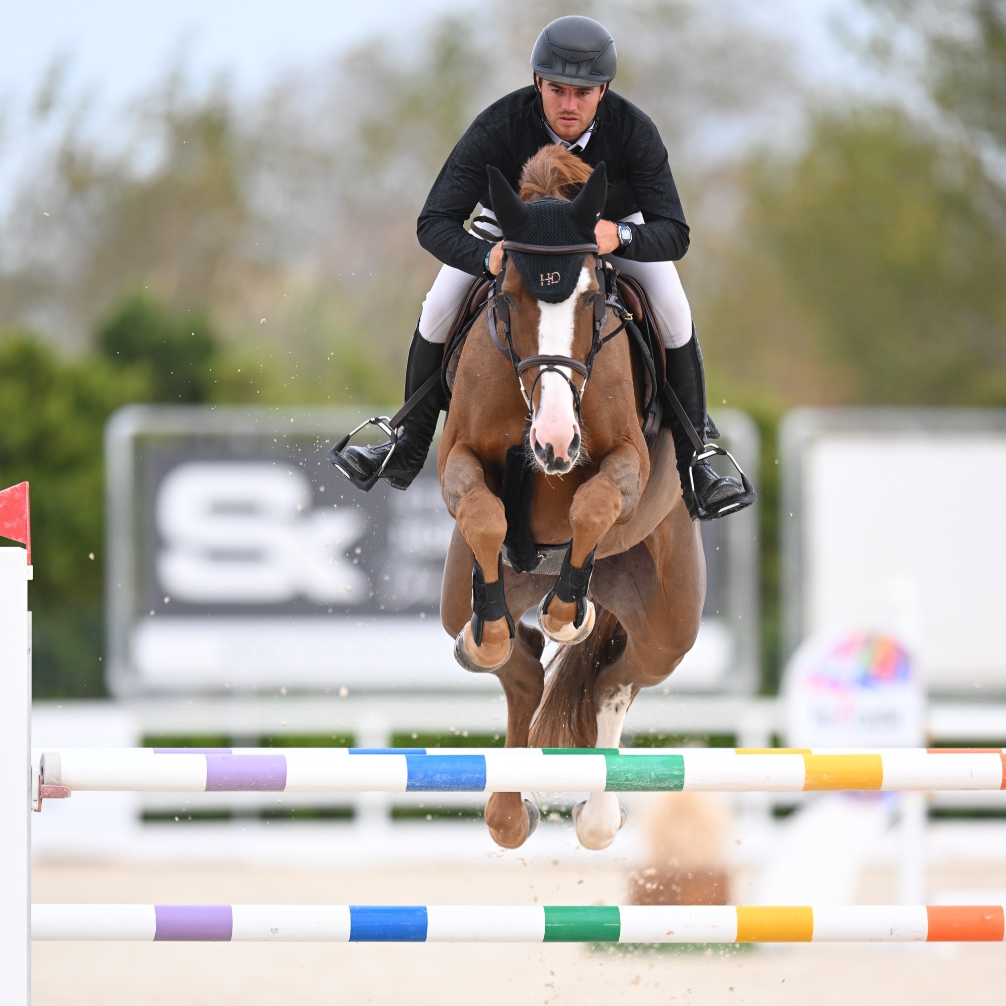 Horse Thumbnail