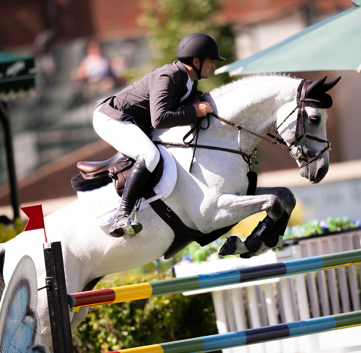 Horse Thumbnail