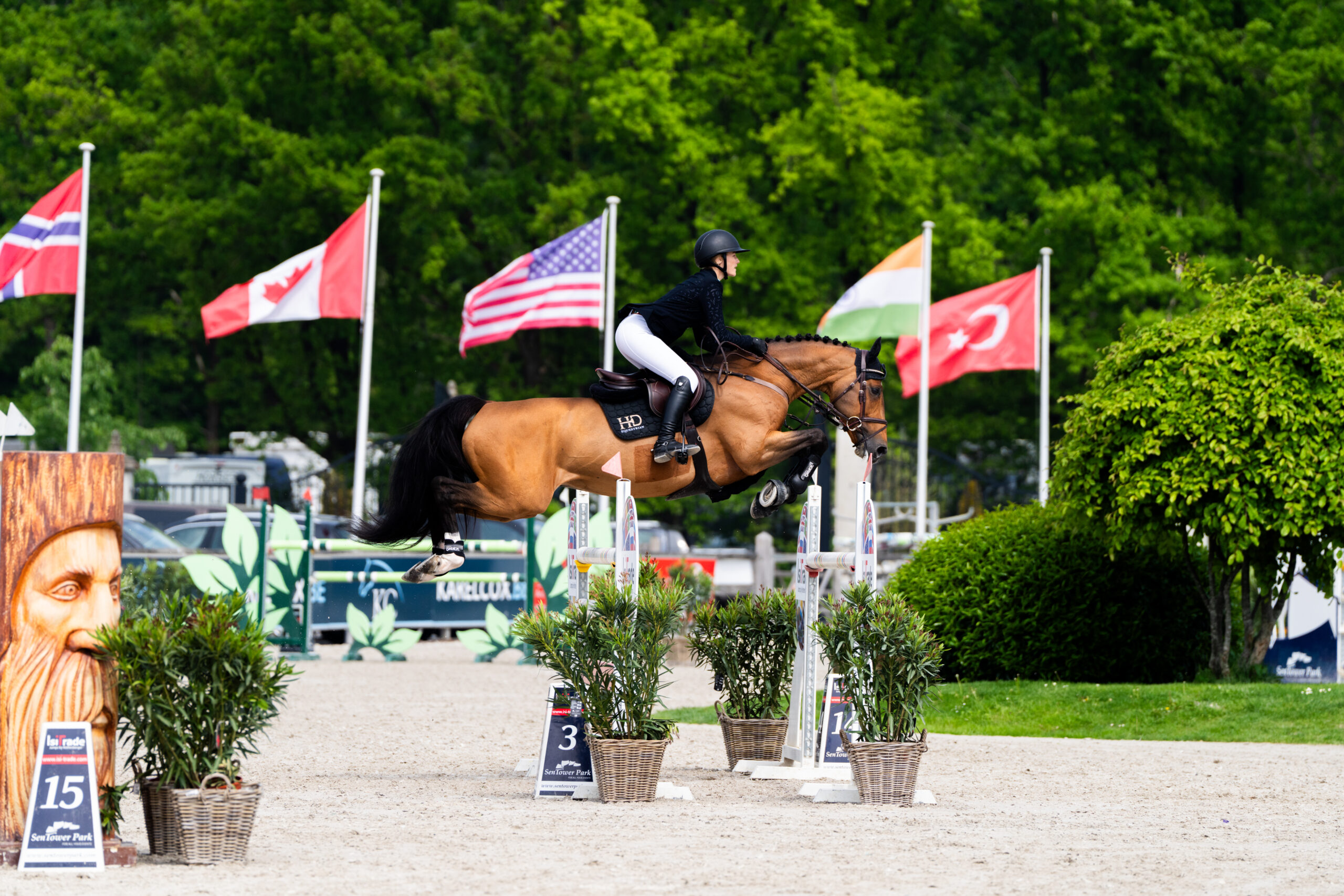 Horse Thumbnail